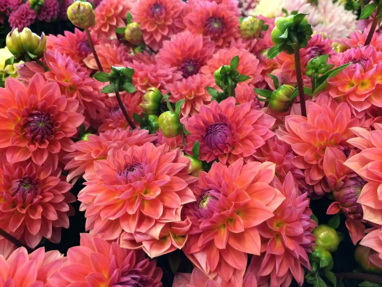 Георгин Джексон