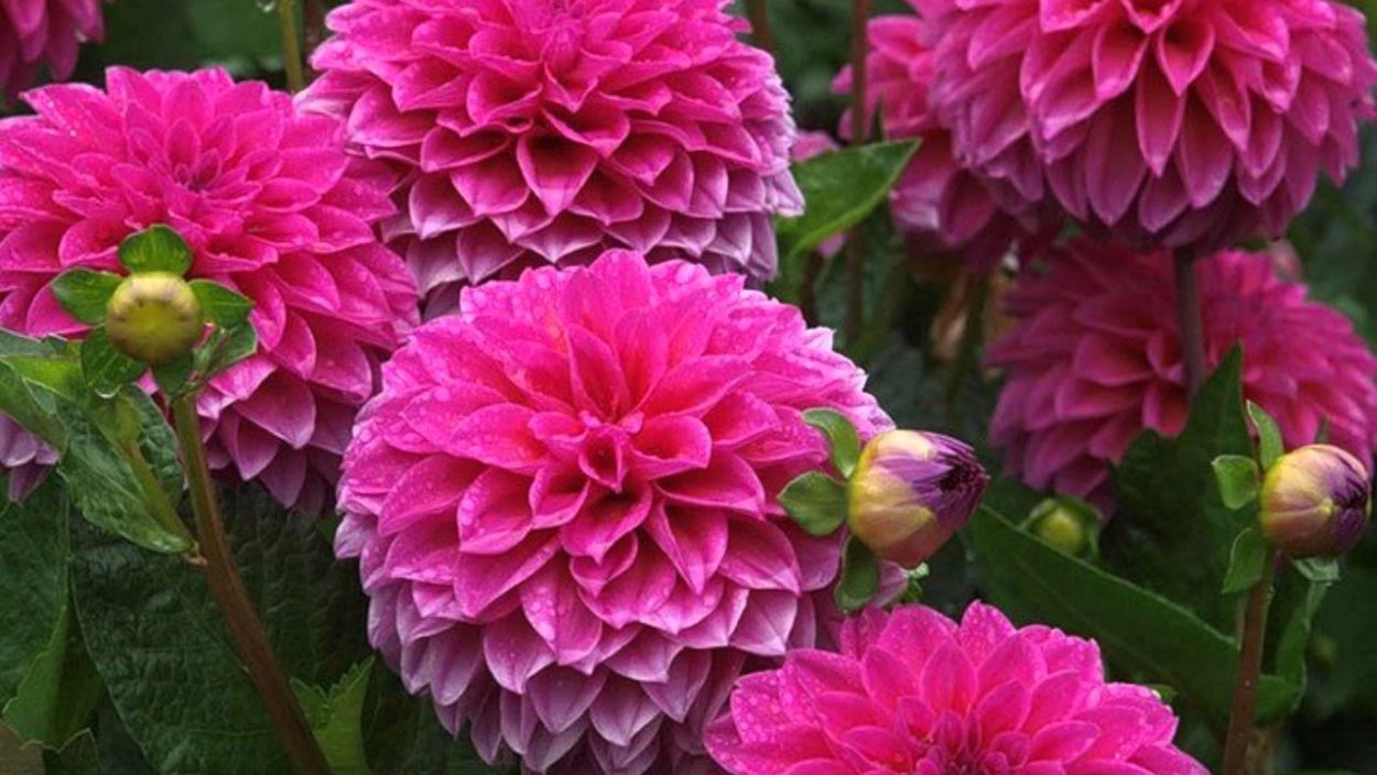 Георгины Беатриса