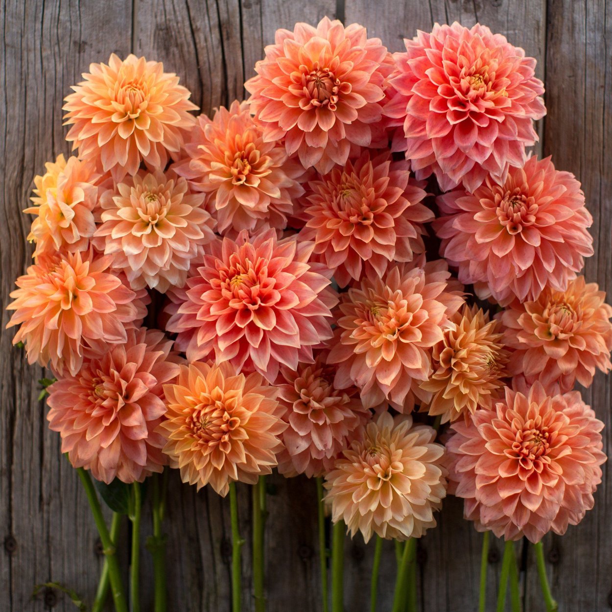 Астры и георгины августа