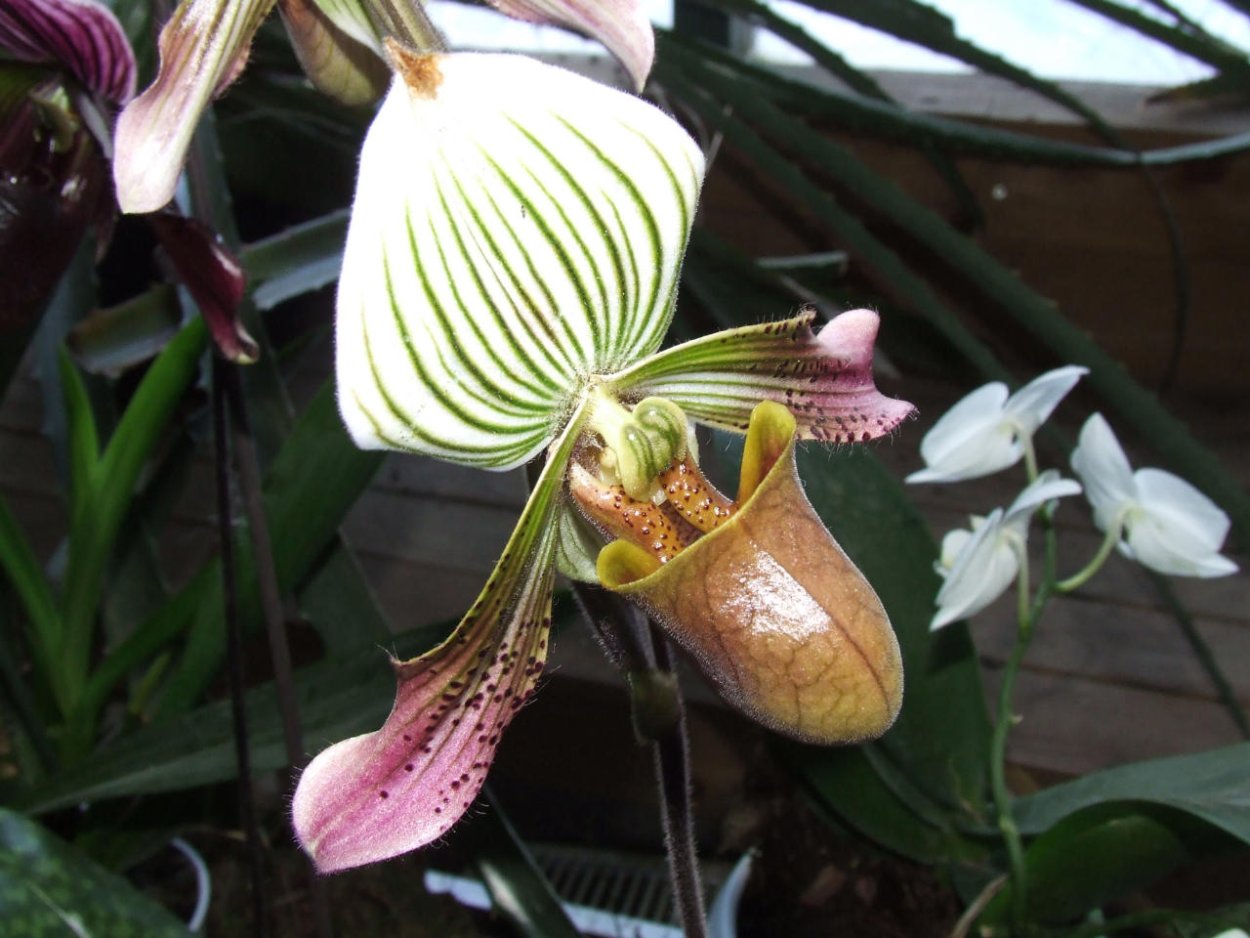 Аптекарский огород хищная Орхидея