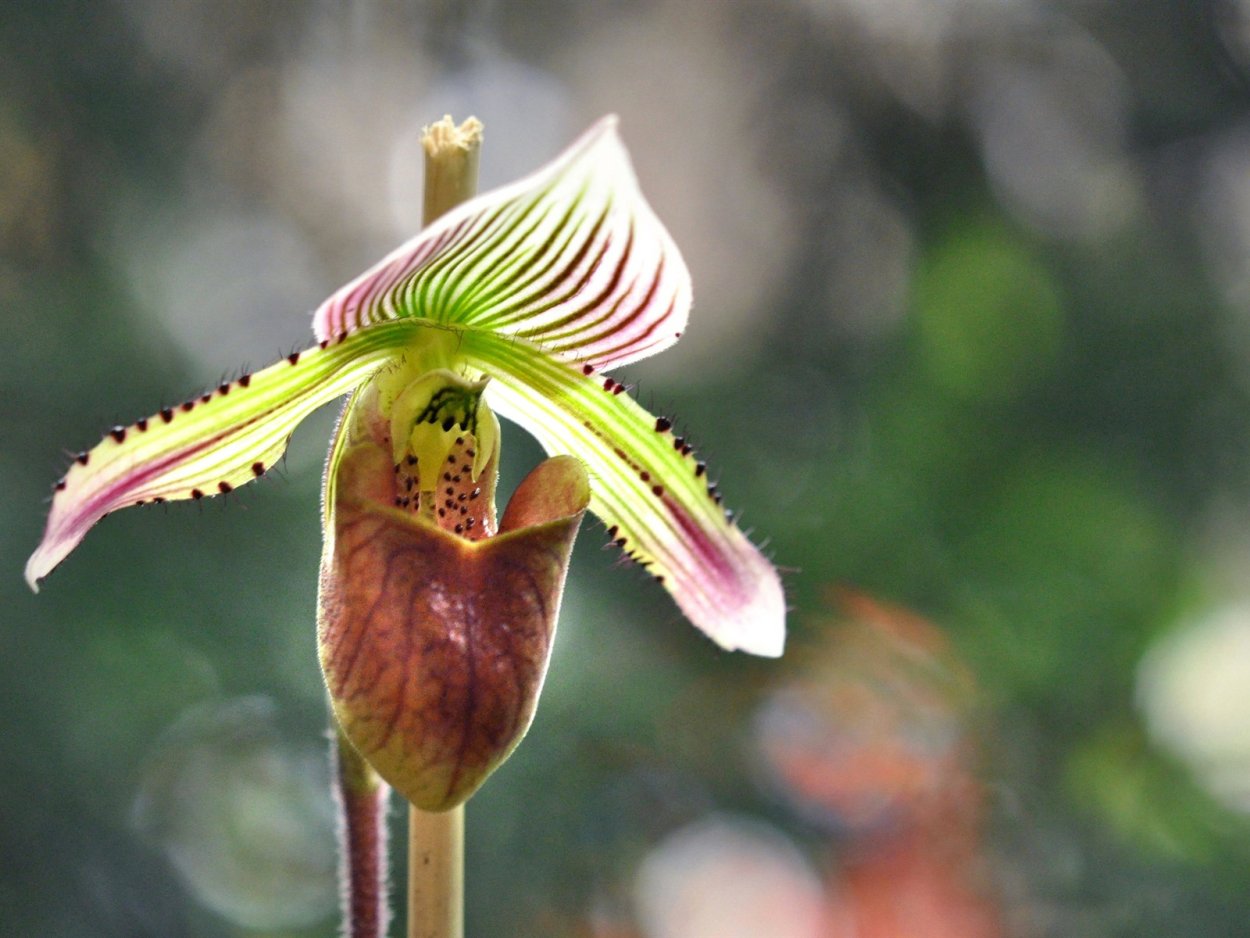 Самая редкая Орхидея в мире