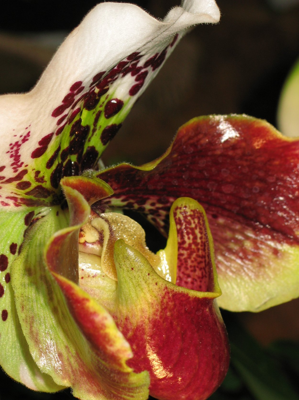 Растения с необычными цветами и плодами