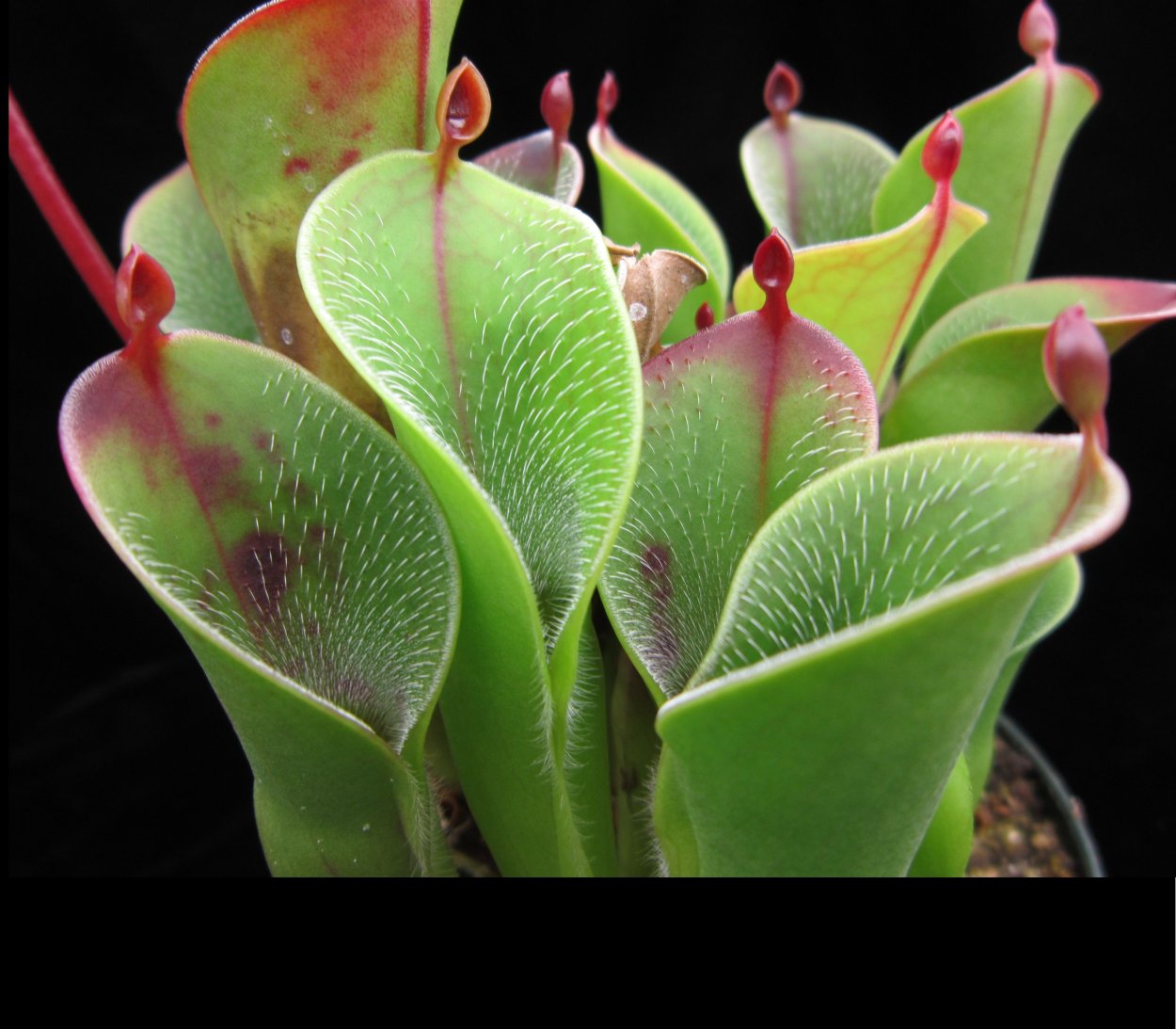 Растения хищники