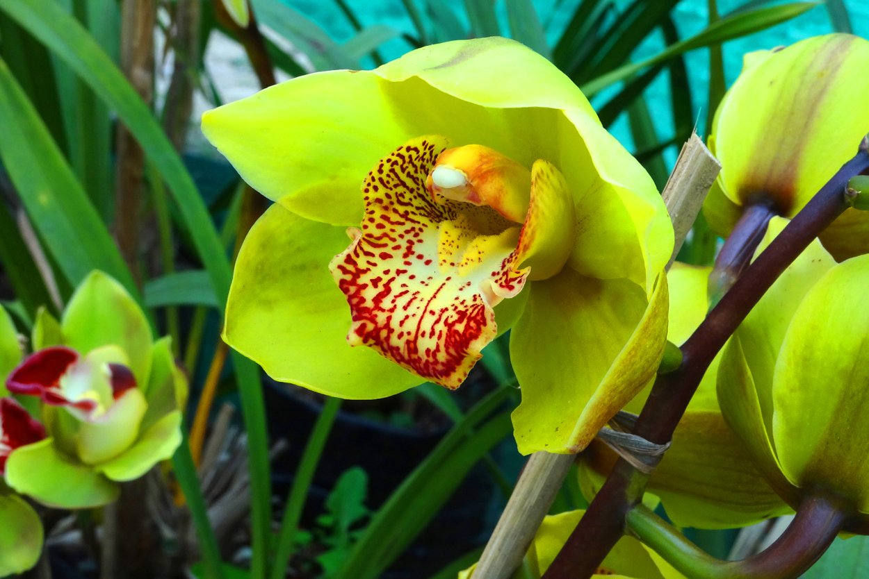 Джейсон Гамрат