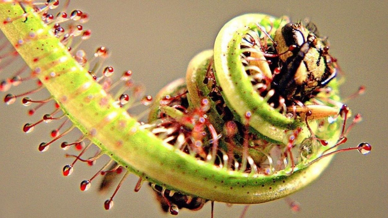 Росянка и Дионея