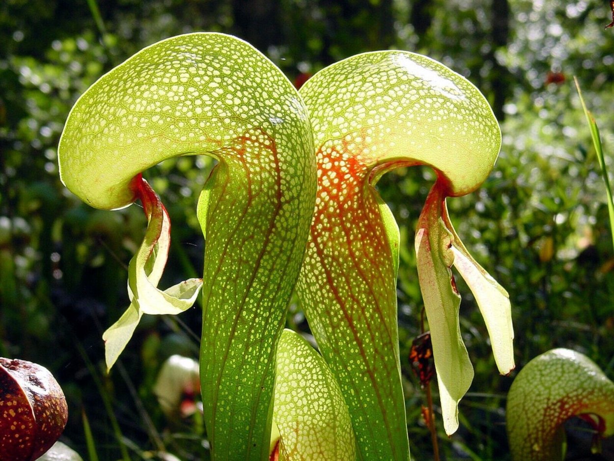Nepenthes Jamban