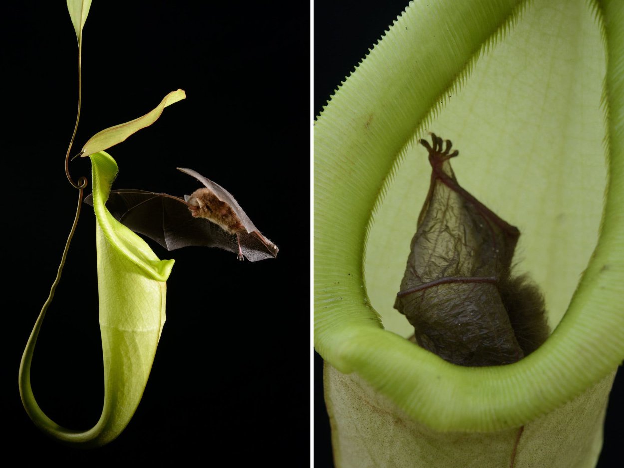 Росянка растение хищник