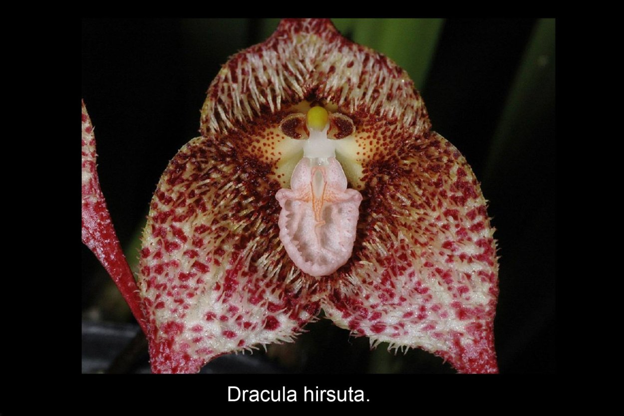 Орхидея Дракула башмачок