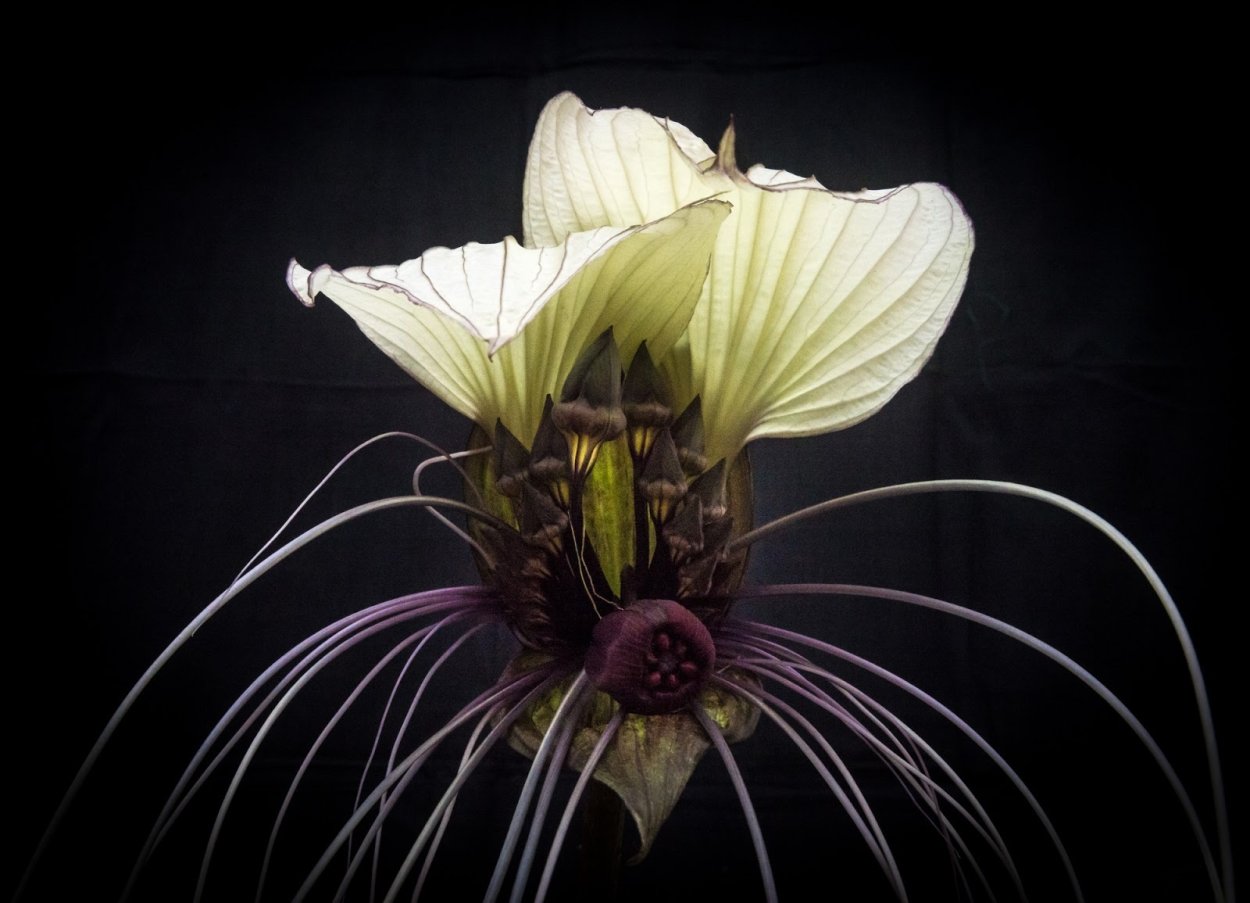 Растение Такка летучая мышь