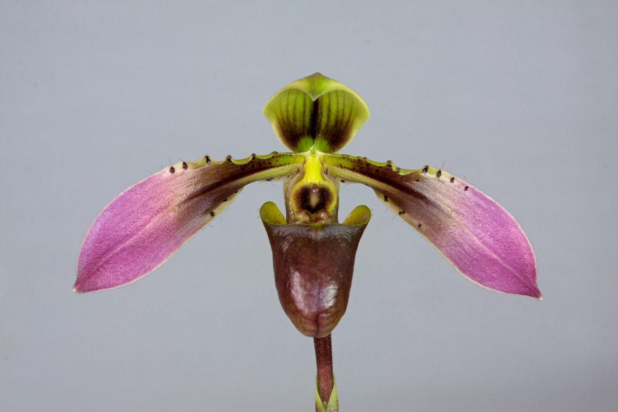 Коллекции Пафиопедилум