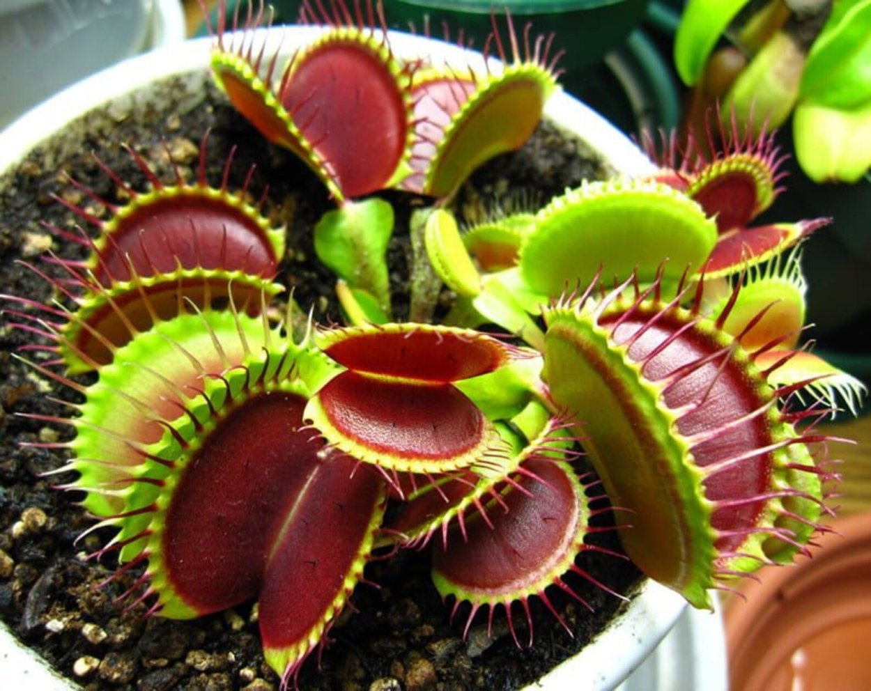 Плотоядные дарлингтония