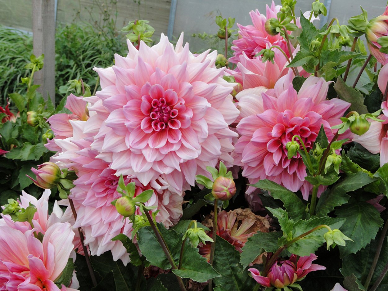 Георгин Берлинер Клине