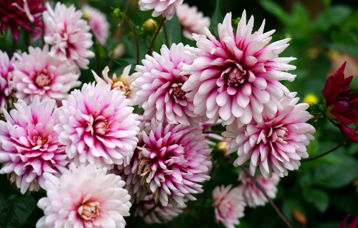 Георгин Фловеринг