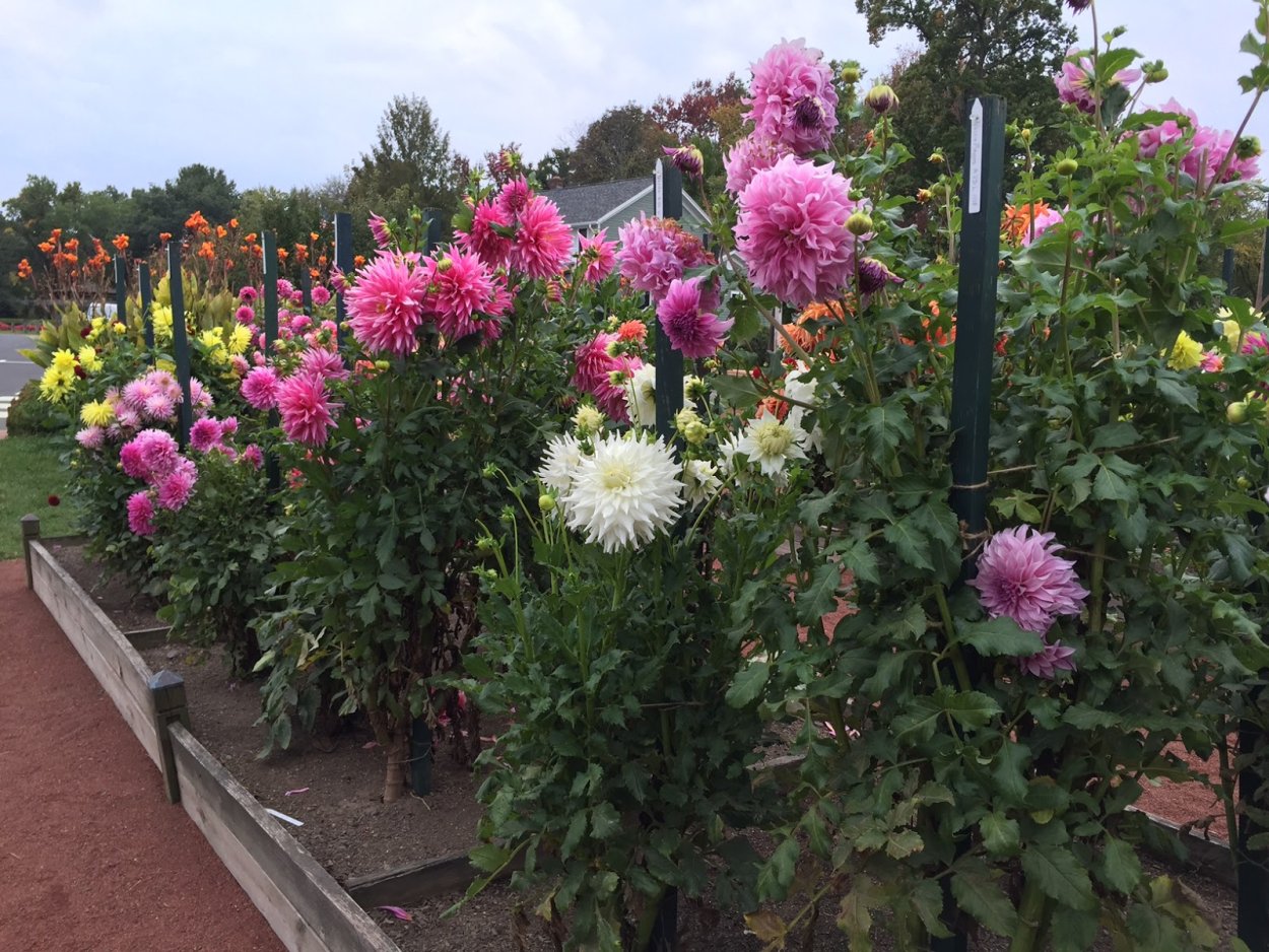 Букет из малиновых георгинов