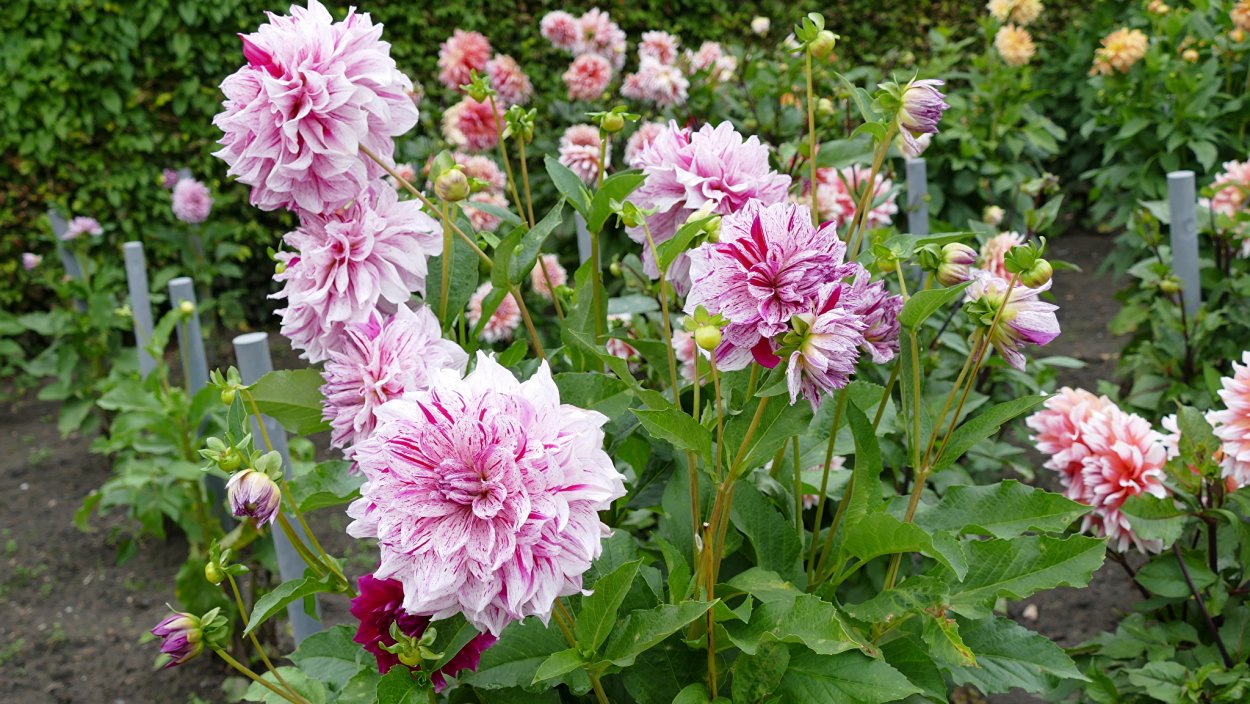 Уфа цветы хризантемы