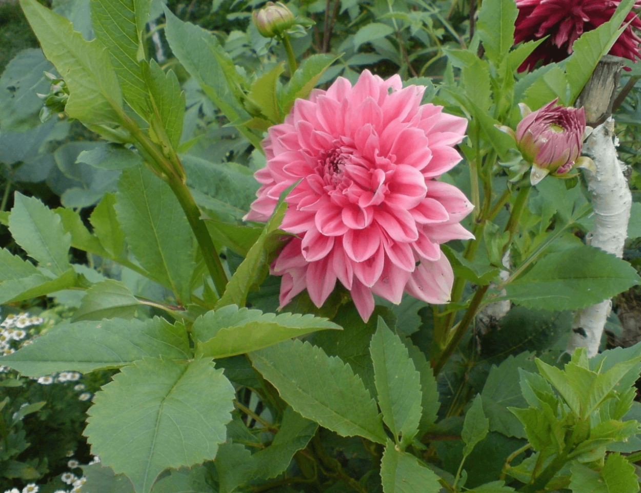 Георгин Сеньорс Дрим