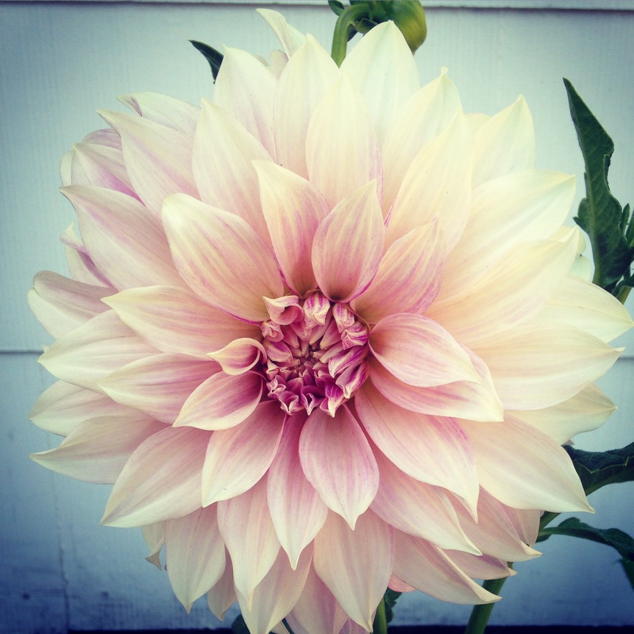 Георгин Сунд оранж