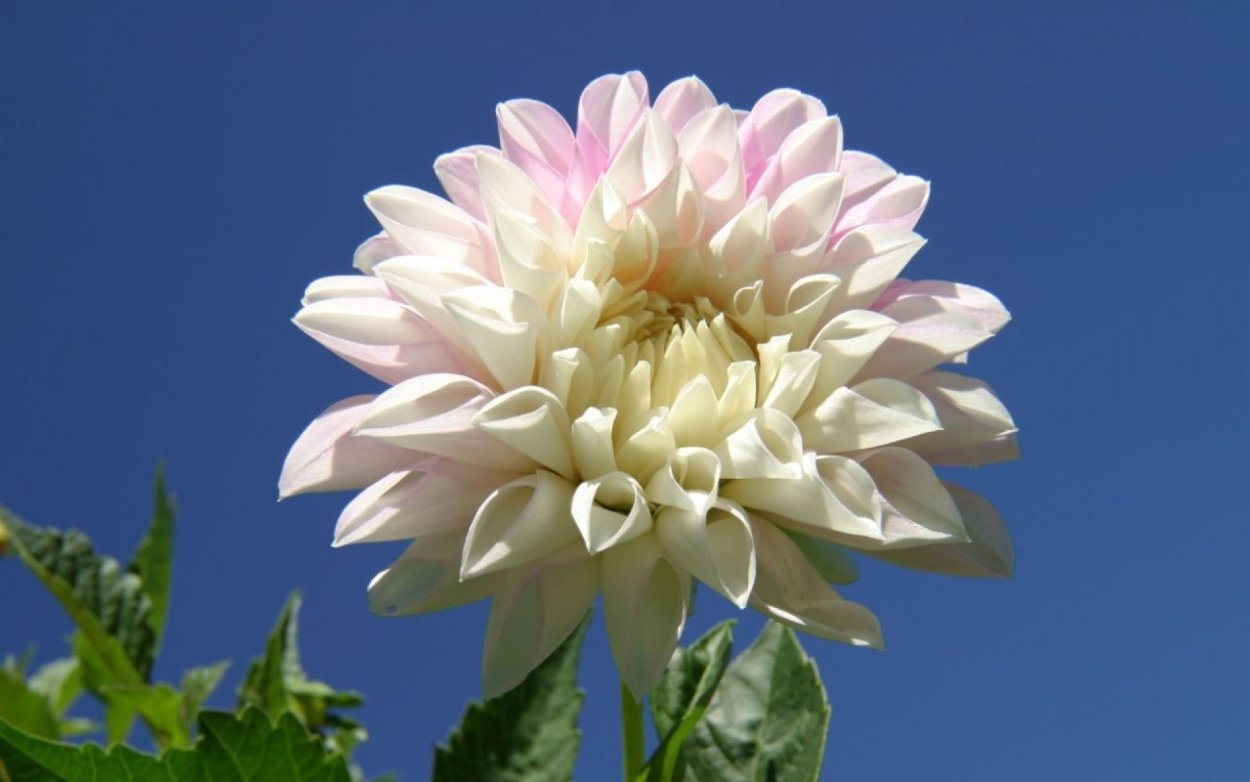 Георгина декоративная мюзетт