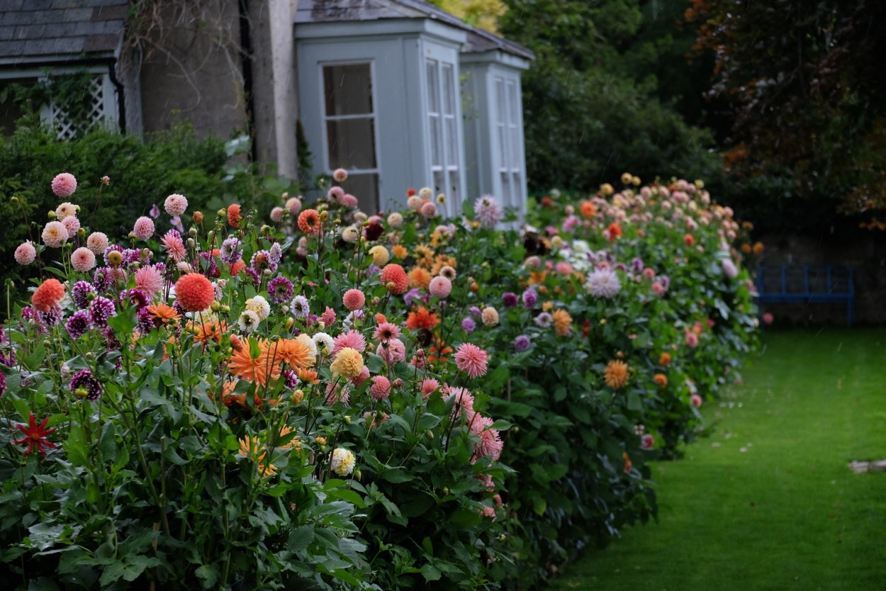 Цинии георгины астры