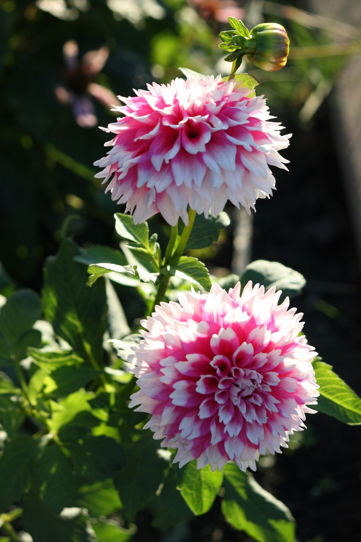 Parkland Royhan георгин