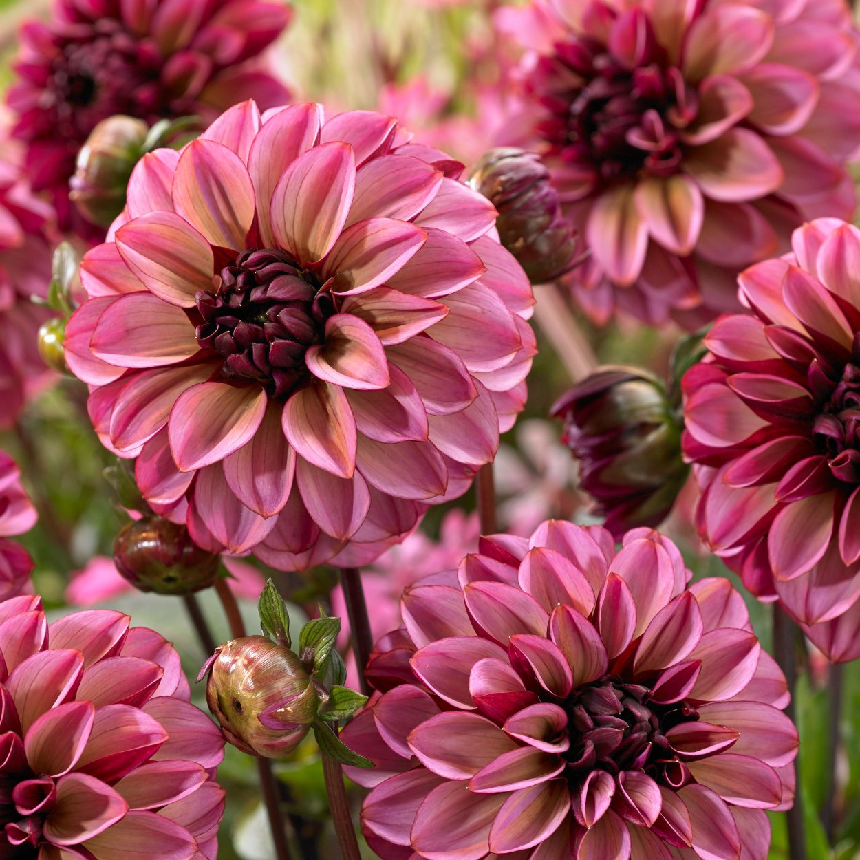 Dahlia Penhill Watermelon