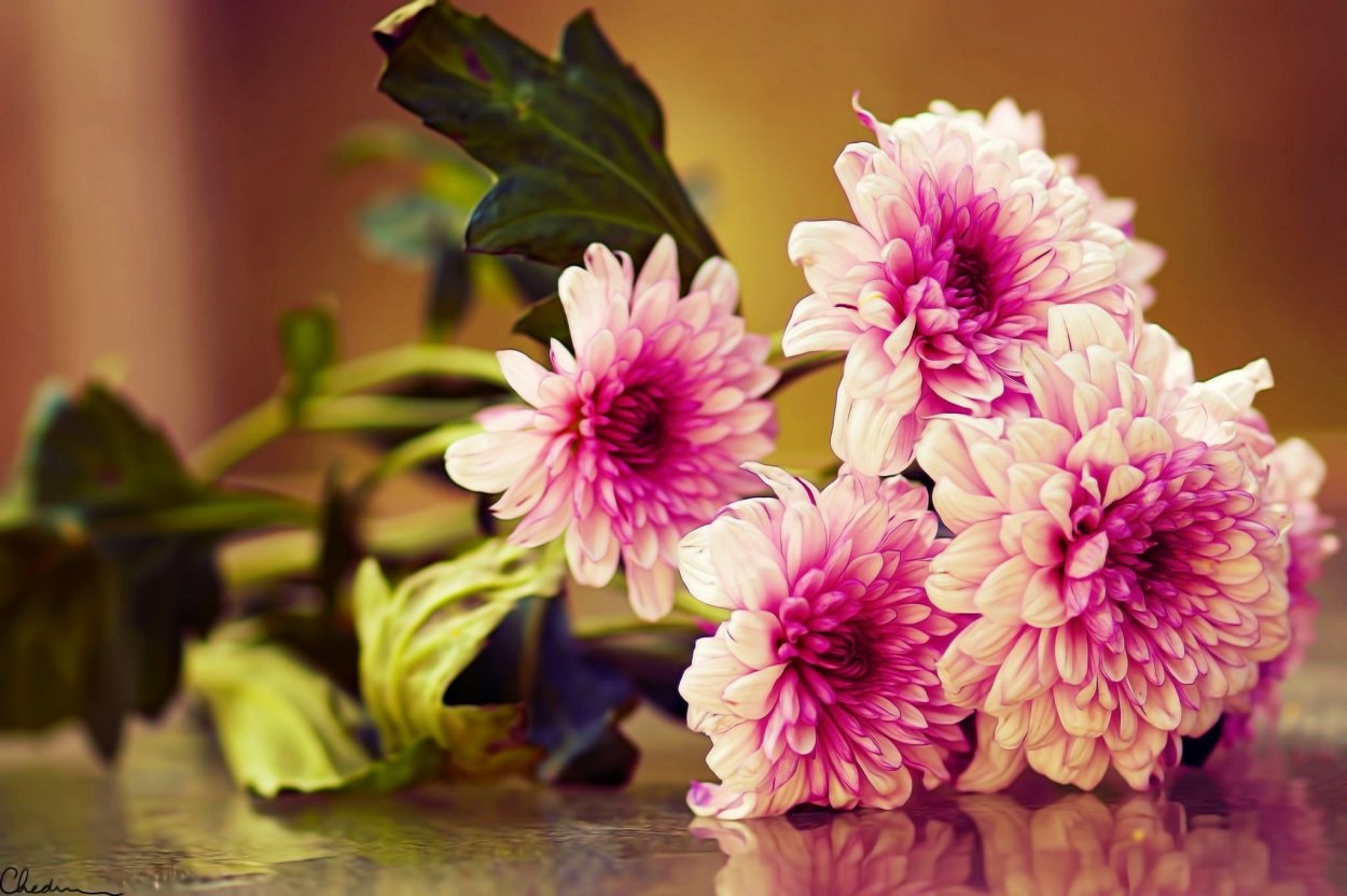 Георгин поле Куликово