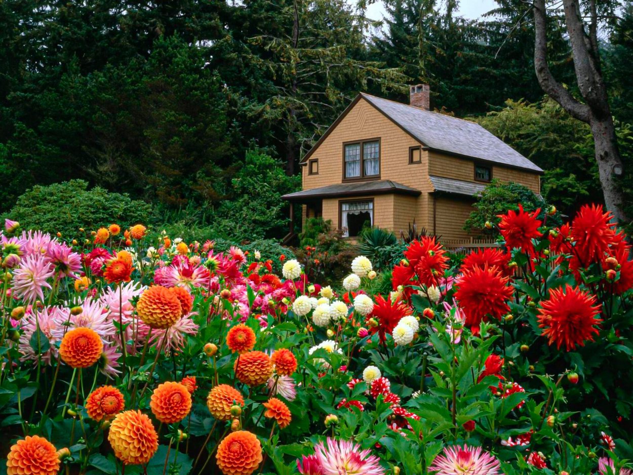 Георгины кустовые