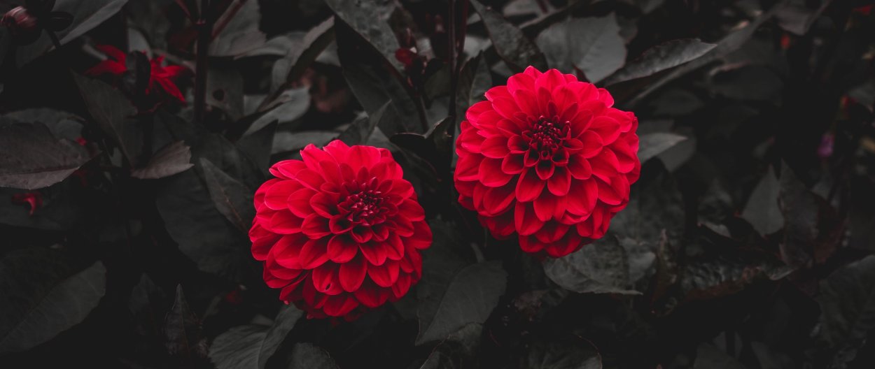 Георгин Анжелика