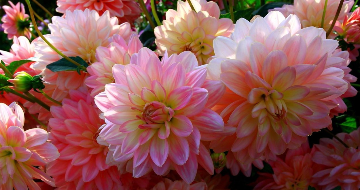 Георгина мюзет бордюрная