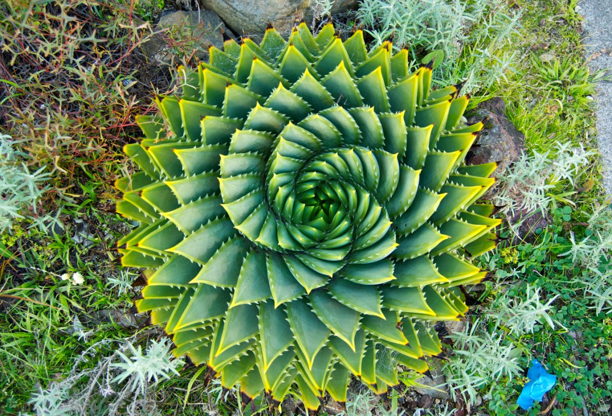 Aloe polyphylla Spiral