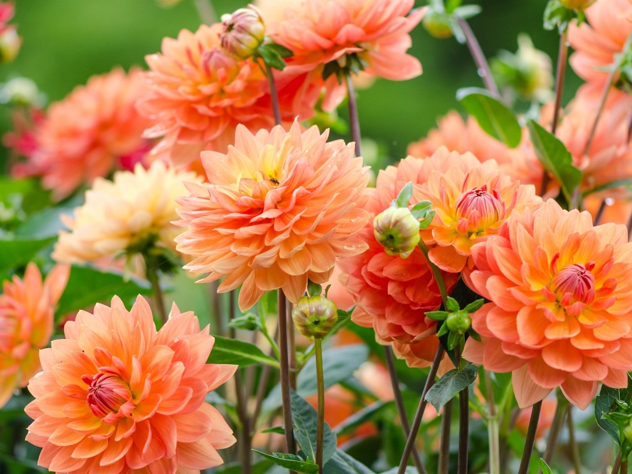 С днем рождения георгины