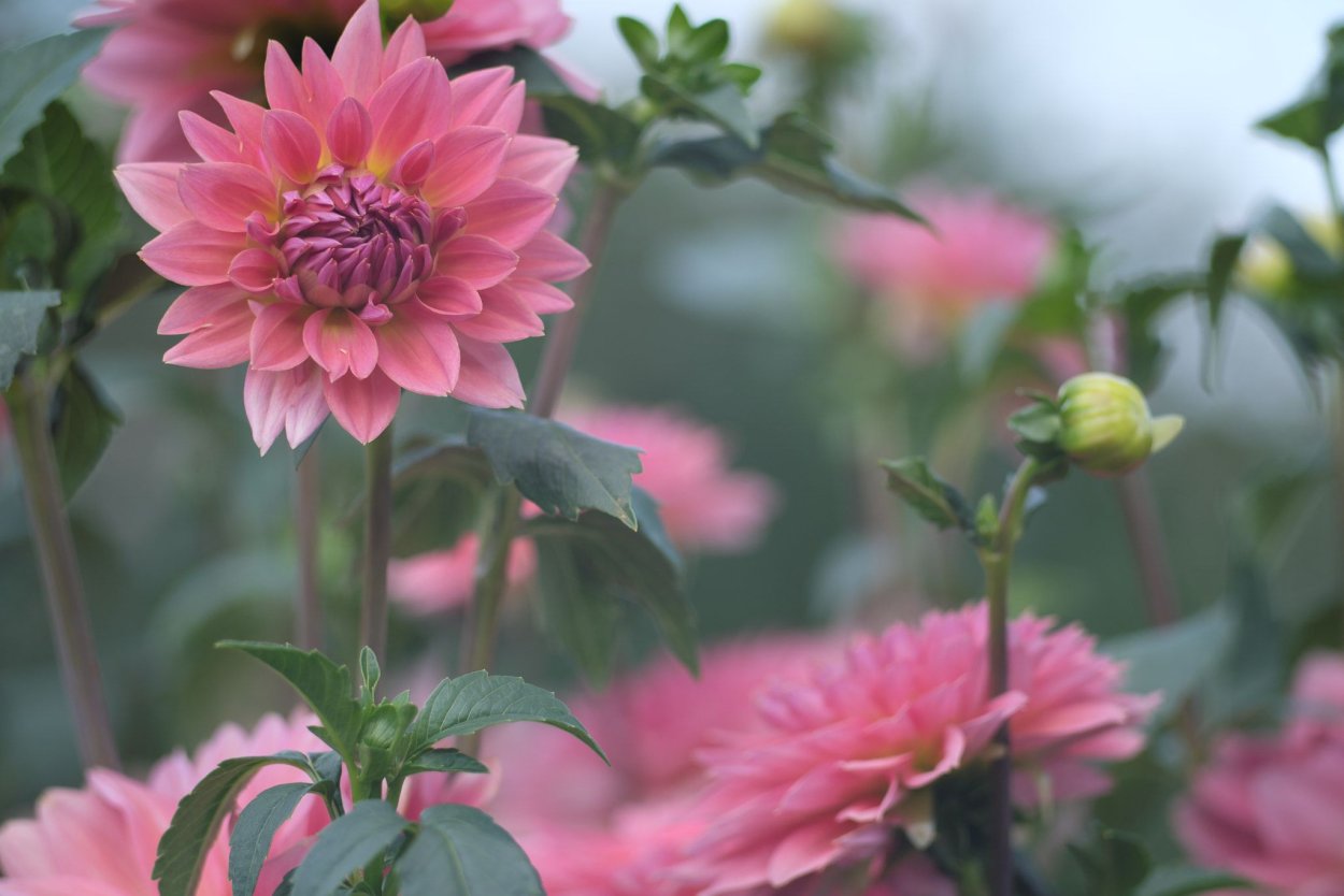 Георгин ред Фубуки