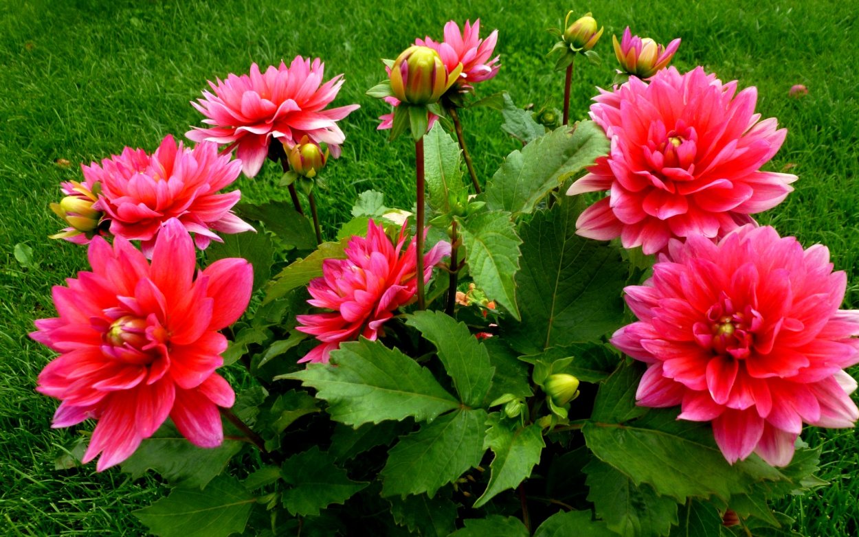 Георгины Jowey Winnie