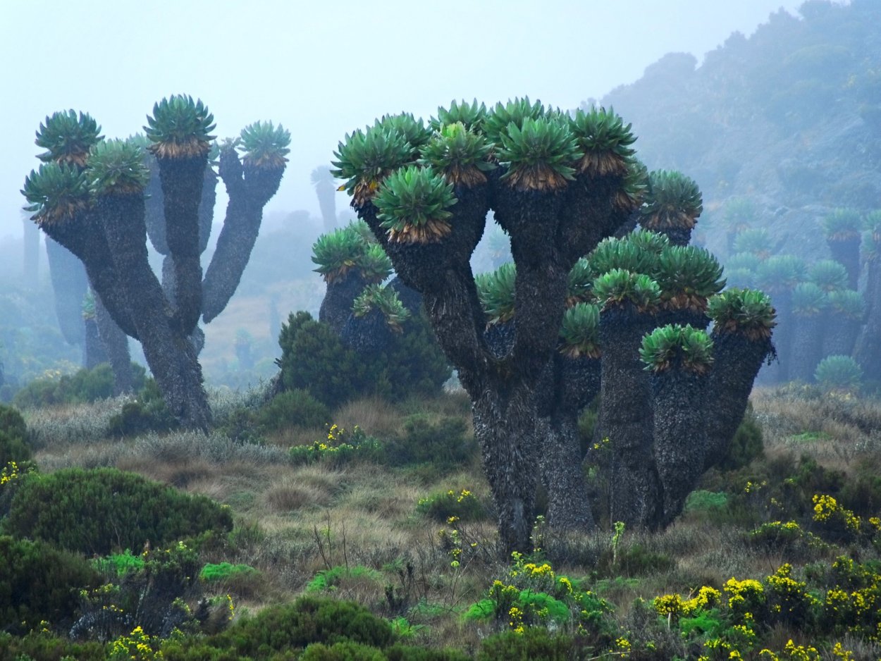 Килиманджаро гигантский крестовник