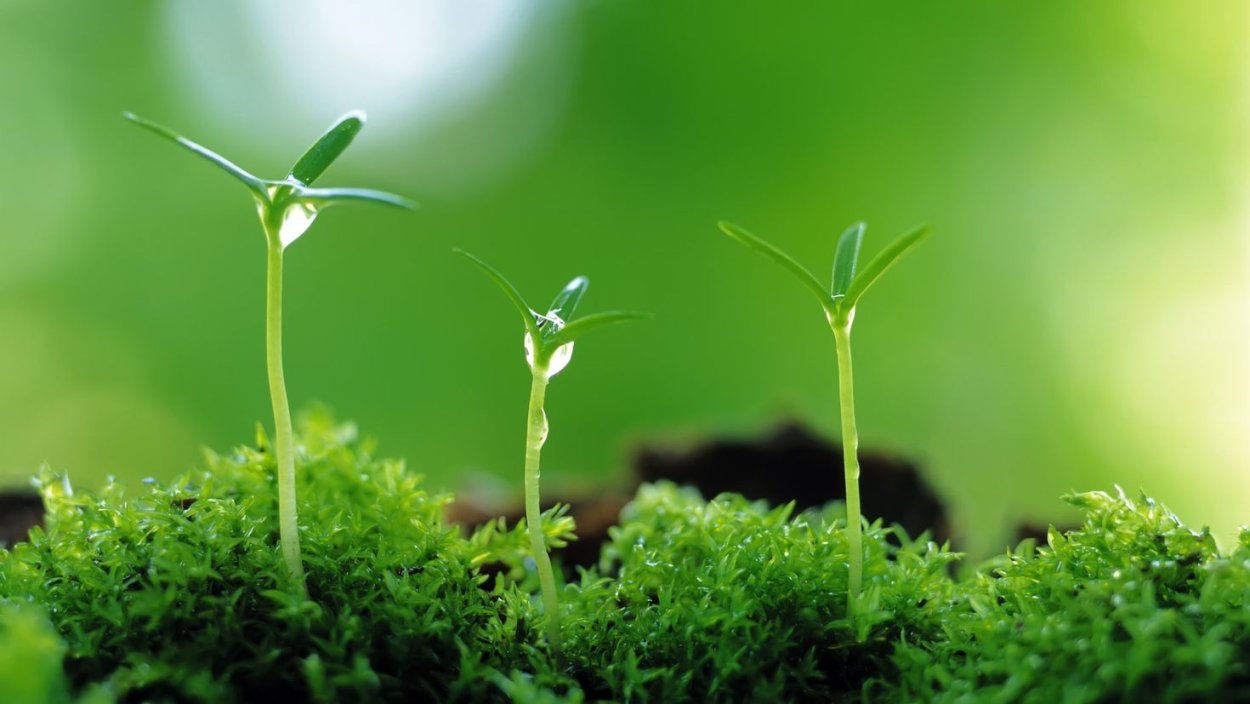 Росток травы