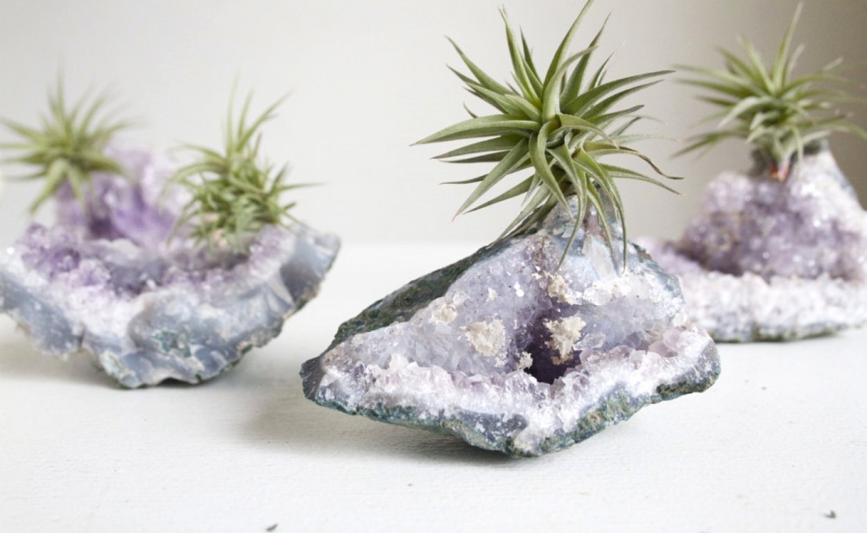 Тилландсии на камнях