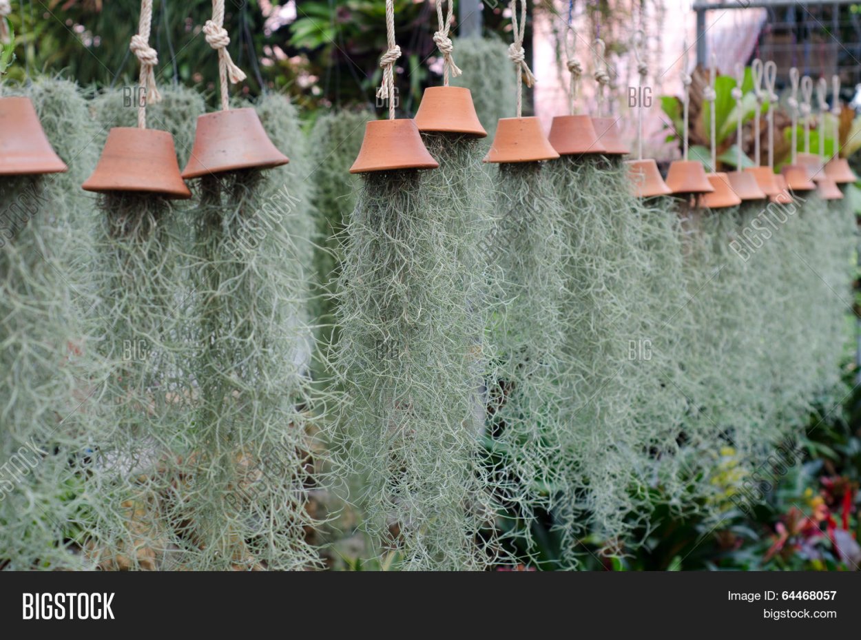 Spanish Moss растение