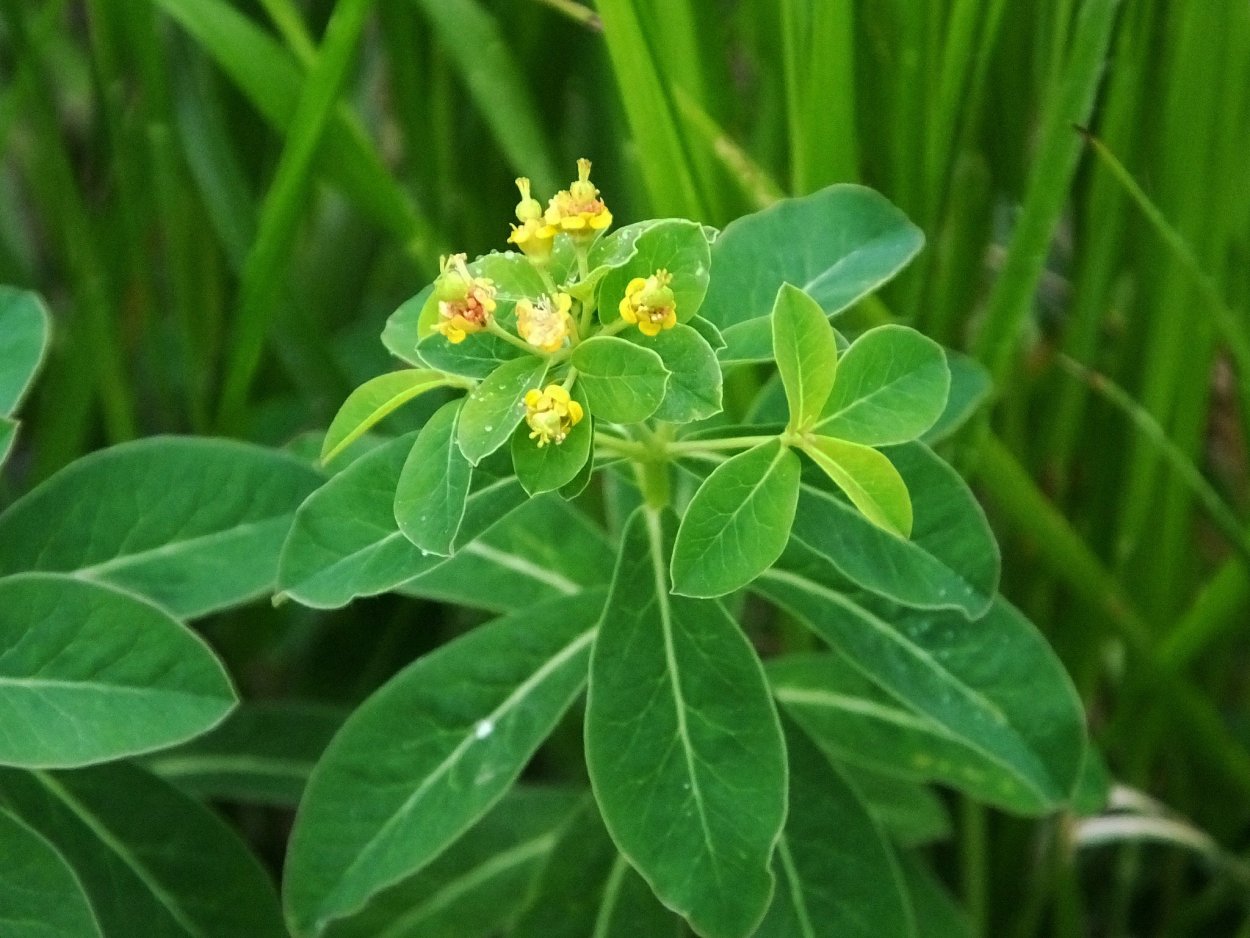 Молочай едкий