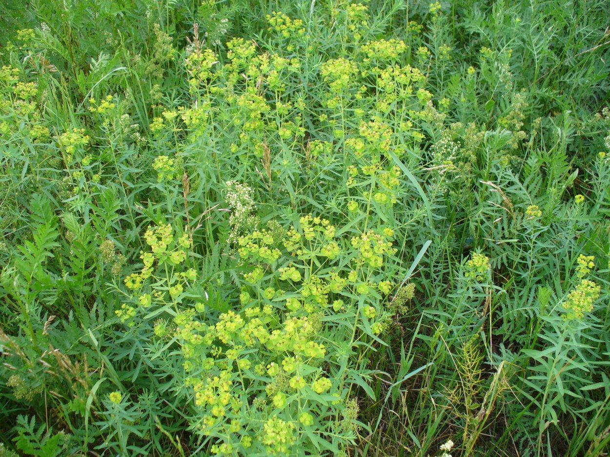 Молочай Астраханский