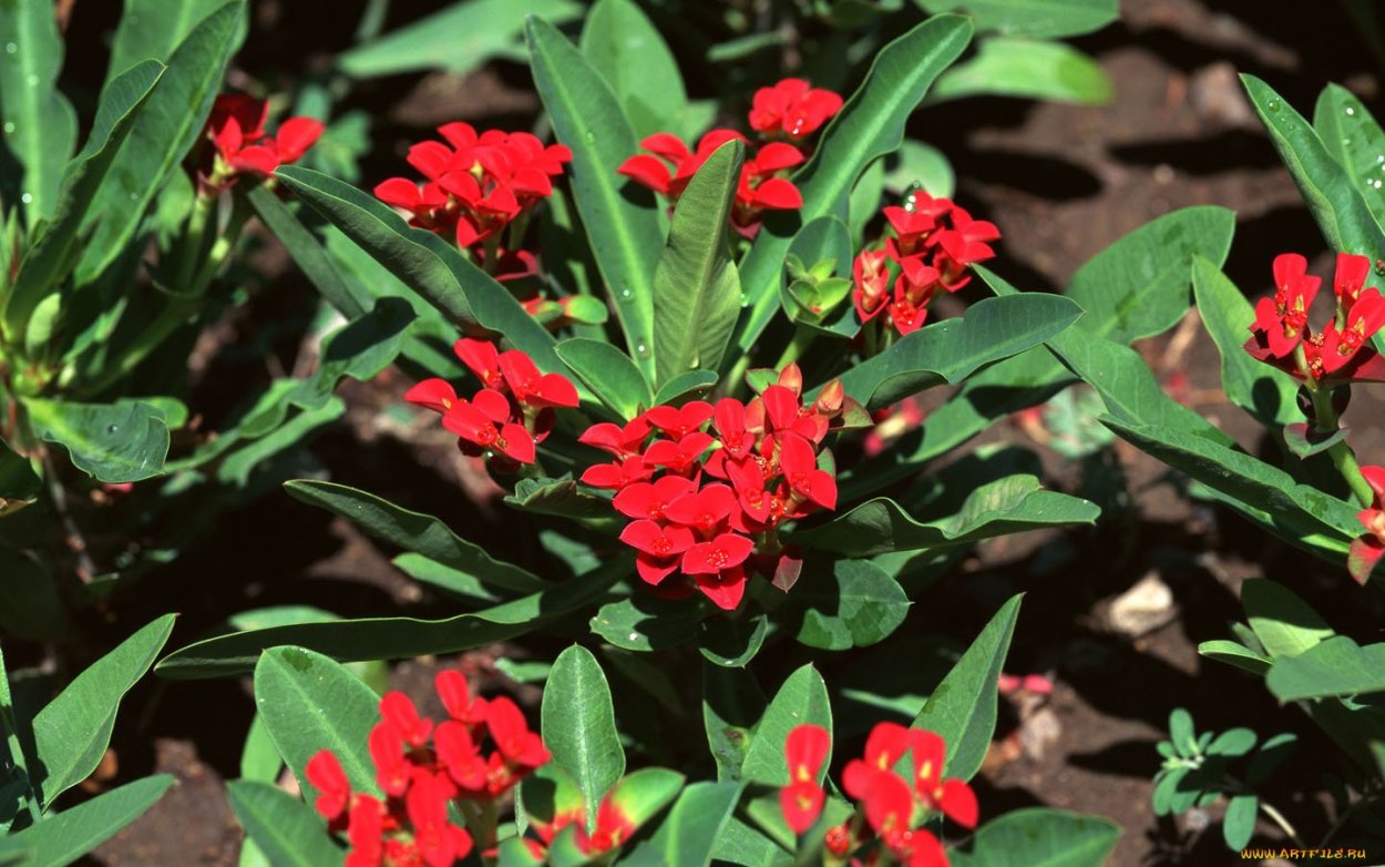 Молочай растение в рдр2