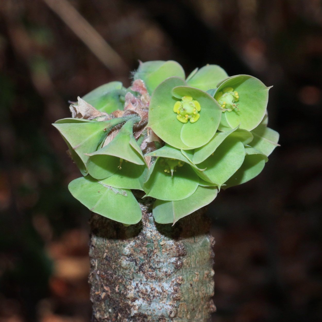Euphorbia ramena