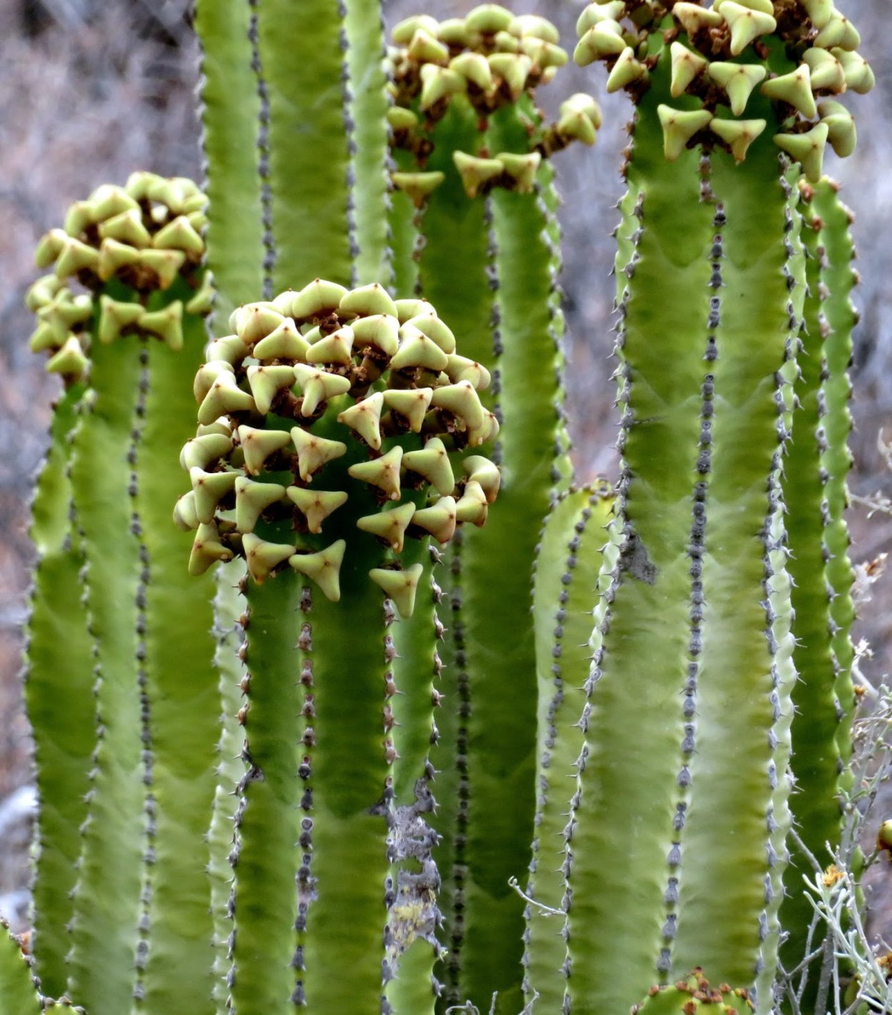 Молочай Канарский Euphorbia canariensis