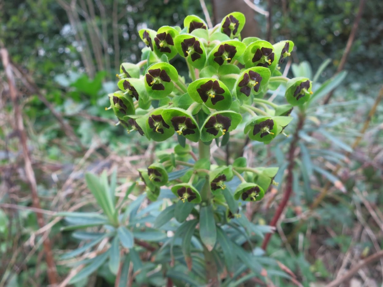 Euphorbia characias Black Pearl
