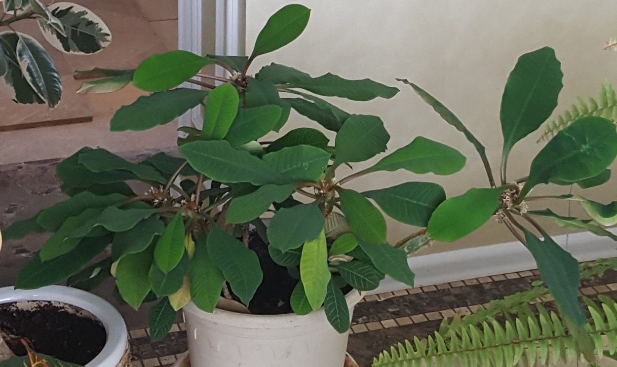 Молочай авасмонтана