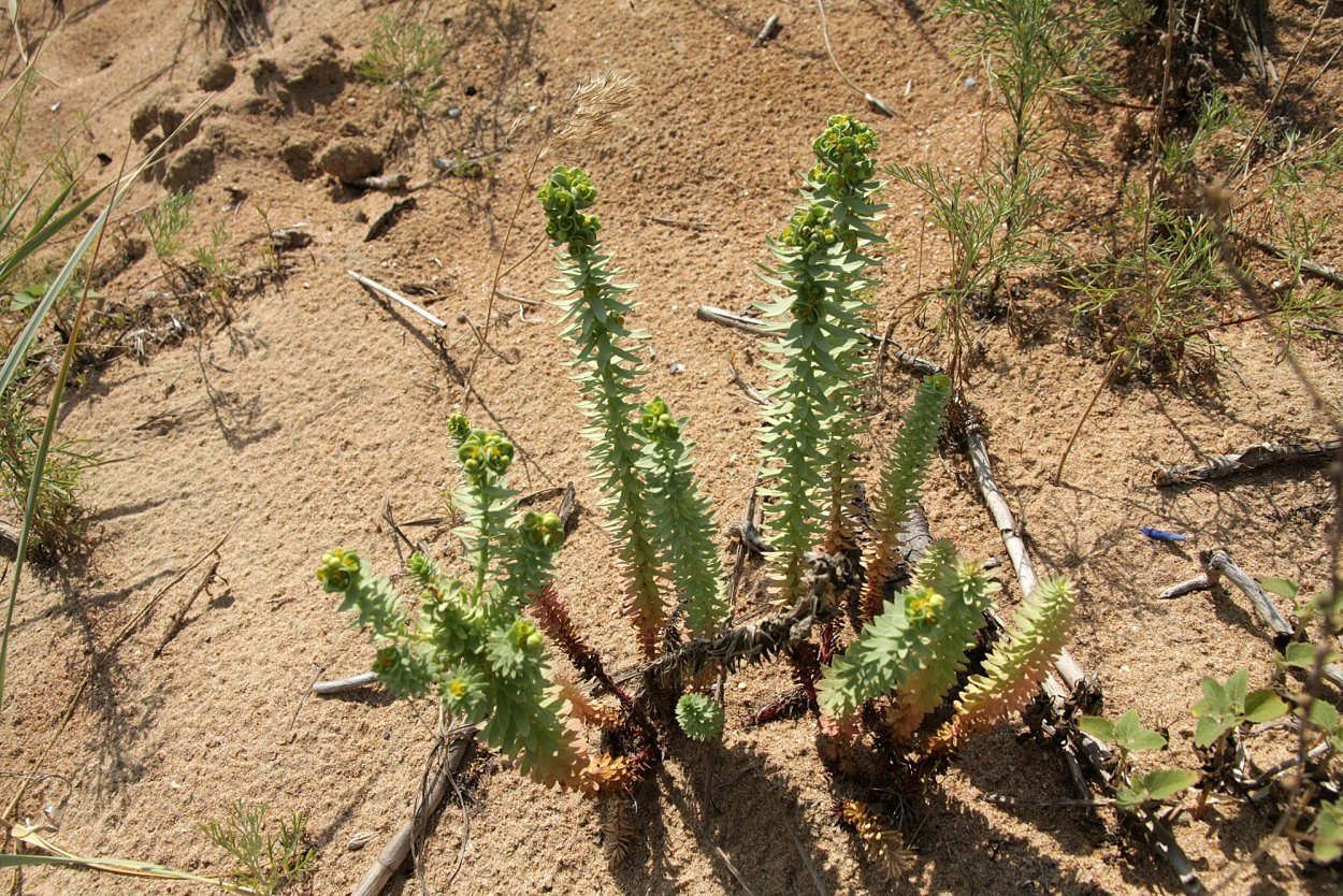 Молочай Прибрежный