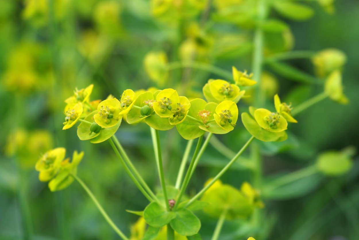 Молочай Пашенный