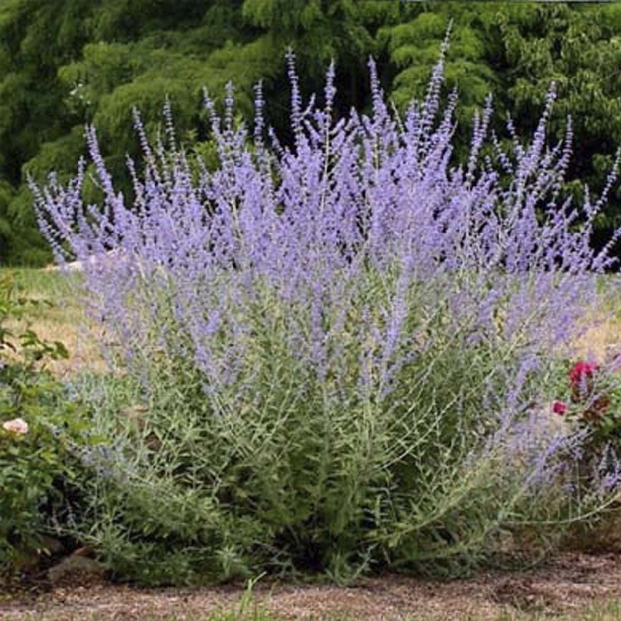 Котовник Фассена и гортензия