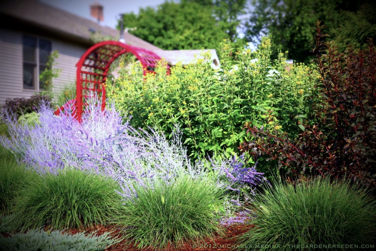 Лаванда котовник шалфей