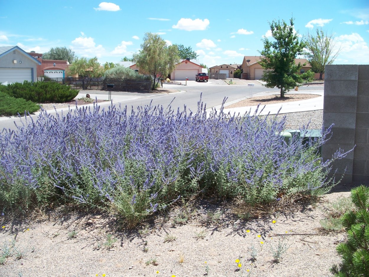 Перовския лебедолистная весной