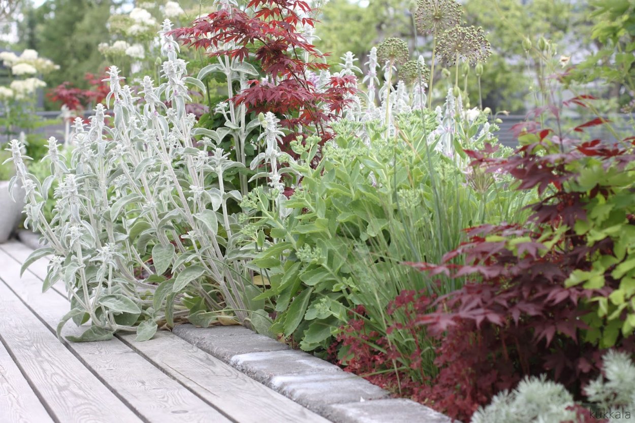 Перовския atriplicifolia